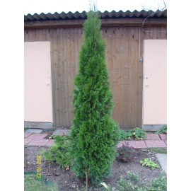 Туя брабант